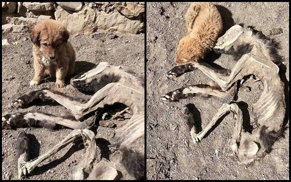 Chú chó nhỏ buồn bã nép mình bên xác khô của mẹ khiến cư dân mạng xúc động về tình mẫu tử