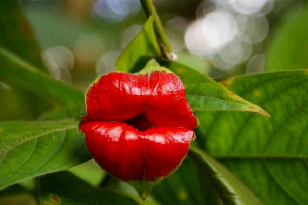 Kỳ dị những loài cây mang hình dáng bộ phận cơ thể người trong tự nhiên