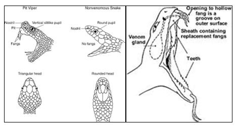 Ngũ độc trong tự nhiên: Những sinh vật chứa nọc độc nguy hiểm nhất hành tinh - Ảnh 4.