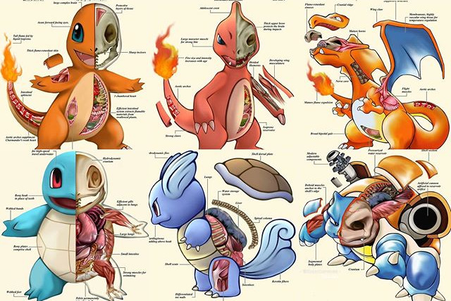 Bộ tranh &quot;giải phẫu&quot; Pokemon độc nhất vô nhị khiến các fan ruột trầm trồ vì quá đỉnh