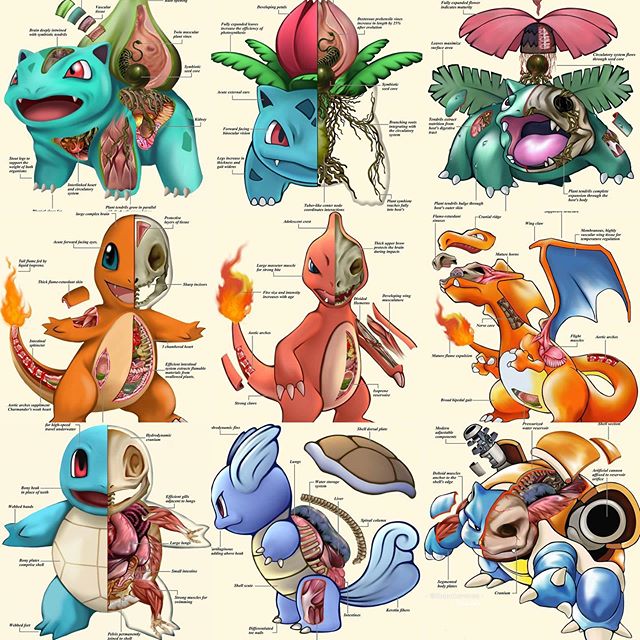 Bộ tranh giải phẫu Pokemon độc nhất vô nhị khiến các fan ruột trầm trồ vì quá đỉnh - Ảnh 1.