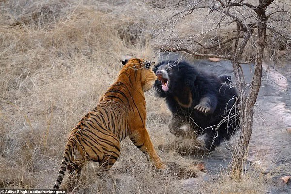 Tử chiến để bảo vệ con, gấu lợn mẹ khiến hổ dữ nhận thất bại vô cùng tủi hổ - Ảnh 3.