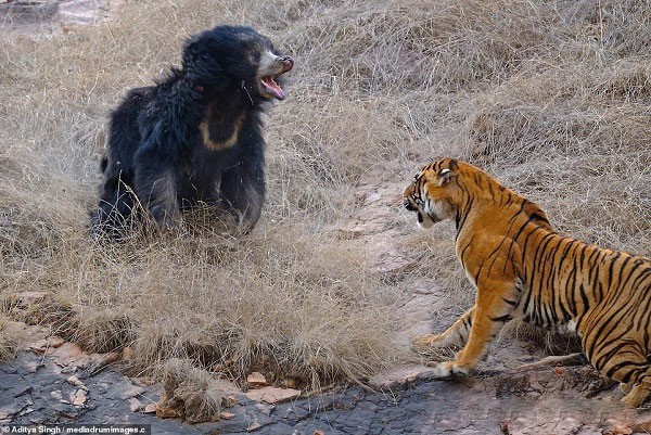 Tử chiến để bảo vệ con, gấu lợn mẹ khiến hổ dữ nhận thất bại vô cùng tủi hổ - Ảnh 4.