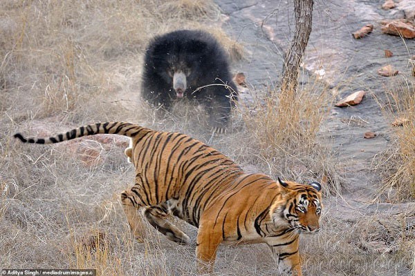 Tử chiến để bảo vệ con, gấu lợn mẹ khiến hổ dữ nhận thất bại vô cùng tủi hổ - Ảnh 6.