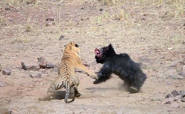 Tử chiến để bảo vệ con, gấu lợn mẹ khiến hổ dữ nhận thất bại vô cùng tủi hổ - Ảnh 8.