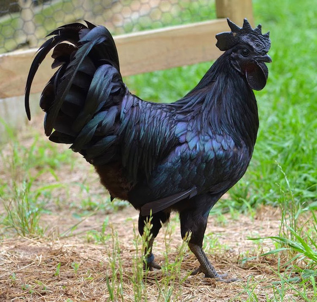 Loài gà kỳ lạ nhất thế giới: Con nào cũng đen thui, người cứ như ngã vào mỏ than - Ảnh 1.
