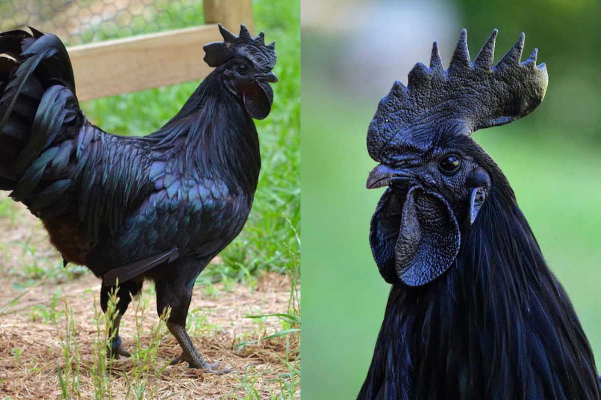 Loài gà kỳ lạ nhất thế giới: Con nào cũng đen thui, người cứ như ngã vào mỏ than