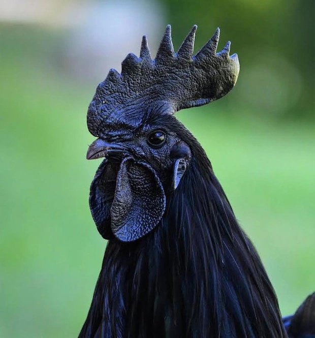 Loài gà kỳ lạ nhất thế giới: Con nào cũng đen thui, người cứ như ngã vào mỏ than - Ảnh 5.