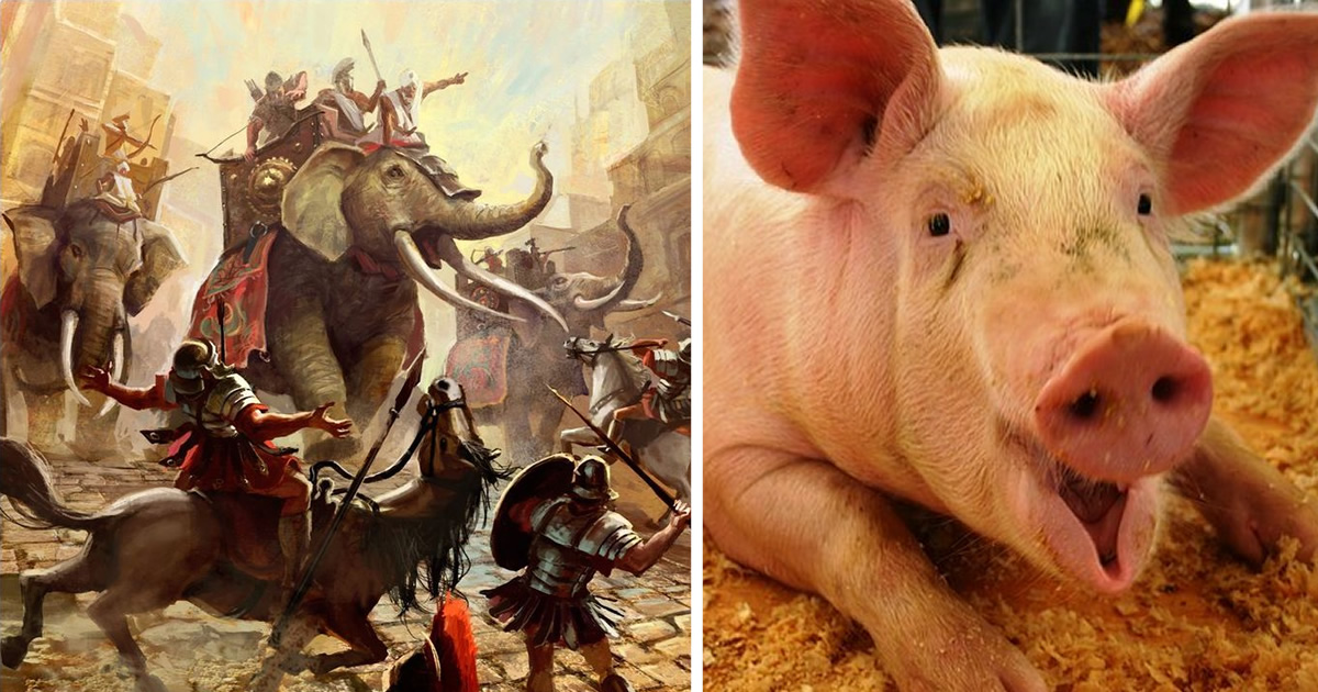 Người La Mã từng dùng &quot;lợn lửa&quot; để chiến đấu?