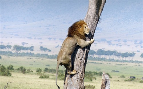 Bị đàn trâu truy sát, sư tử sợ hãi, vội trèo lên cây trốn, biểu cảm khiến cộng đồng mạng không khỏi cười vì sự ngược đời - Ảnh 2.