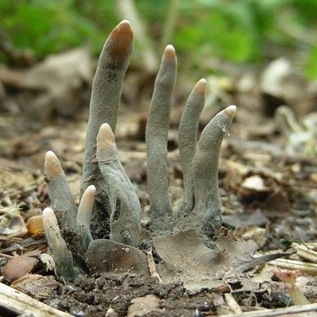 Những bàn chân xám ngoét tựa zombie trong rừng ở Ấn Độ: Sự thực về chúng là gì? - Ảnh 3.