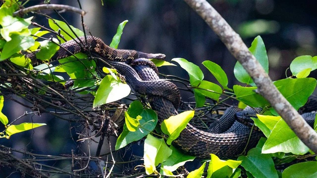 Giải mã bí ẩn: Chuyện &quot;hoan lạc&quot; của loài rắn thú vị thế nào? (P.1)