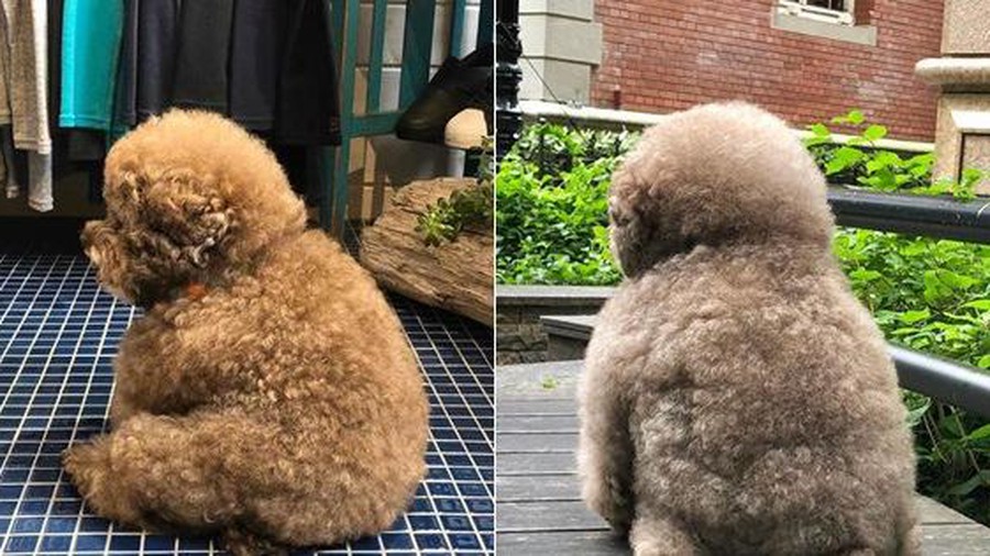 Dân mạng cười rần rần với cô chó Poodle mũm mĩm có dáng ngồi &quot;dỗi hờn cả thế giới&quot;, ngờ đâu đó lại là &quot;đại tiểu thư&quot; vạn người mê, tự đóng quảng cáo kiếm tiền cực xịn