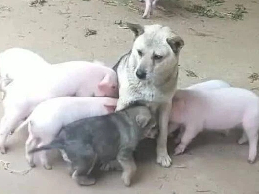 Bị đàn lợn con xếp hàng xin “ti trực&quot;, chó mẹ mới sinh bế tắc, hoang mang cầu cứu