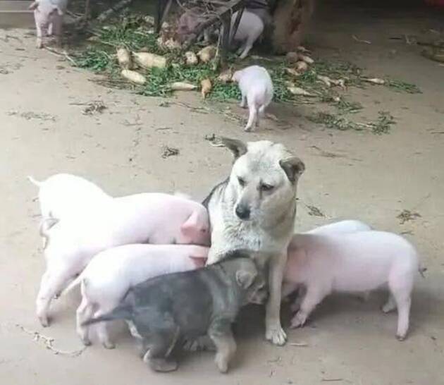 Bị đàn lợn con xếp hàng xin “ti trực, chó mẹ mới sinh bế tắc, hoang mang cầu cứu - Ảnh 2.