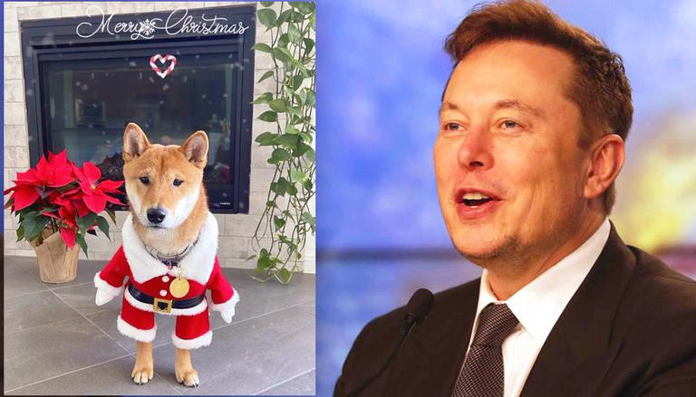 Đăng bức ảnh vu vơ về chó, Elon Musk khiến giá của 1 đồng &quot;coin rác&quot; tăng hàng trăm lần