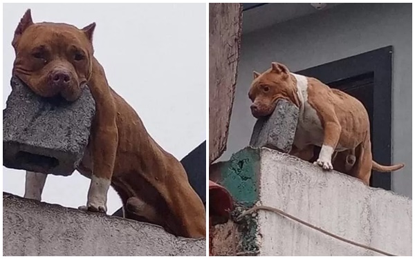 Ghét bị làm phiền, người đàn ông huấn luyện cún cưng ném gạch vào người gõ cửa khiến CĐM sửng sốt