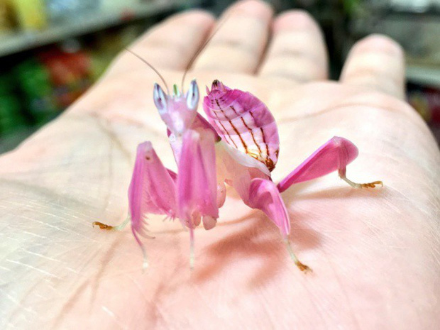 Những loài động vật với ngoại hình dị thường khiến người xem chả hiểu kiểu gì - Ảnh 6.