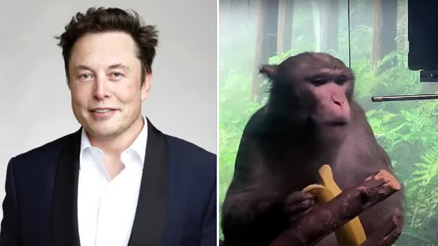 15 chú khỉ đã thiệt mạng sau khi cấy chip não Neuralink của Elon Musk