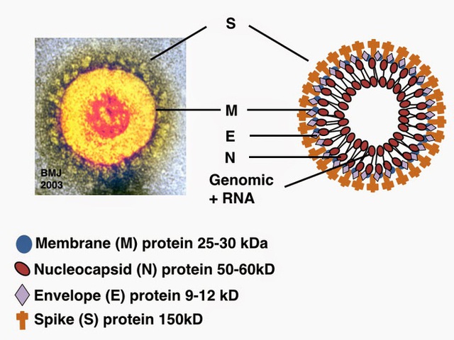 Đi tìm lời giải cho độc tính của virus corona: Khi nào chúng gây chết người, khi nào chỉ gây cúm? - Ảnh 3.