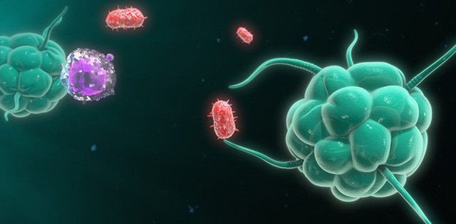 Đi tìm lời giải cho độc tính của virus corona: Khi nào chúng gây chết người, khi nào chỉ gây cúm? - Ảnh 6.