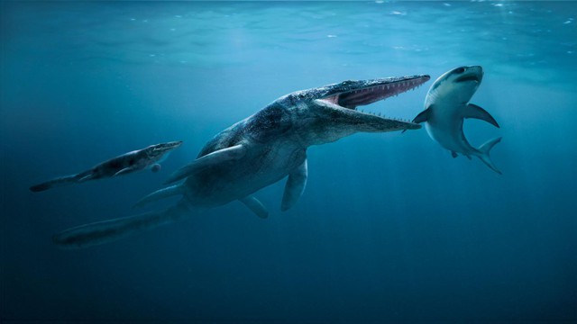 Tylosaurus: Siêu sát thủ đại dương thời tiền sử, cá mập cũng chỉ là thực đơn - Ảnh 5.