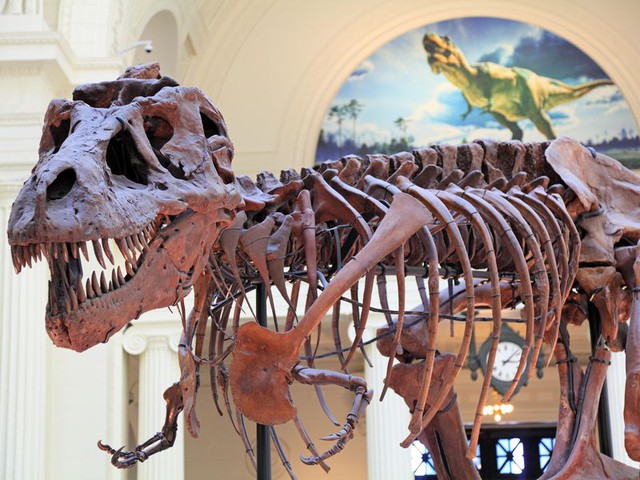 Top 5 điều vô cùng thú vị về khủng long T-REX, điều cuối sẽ khiến bạn phải ngạc nhiên đấy - Ảnh 3.