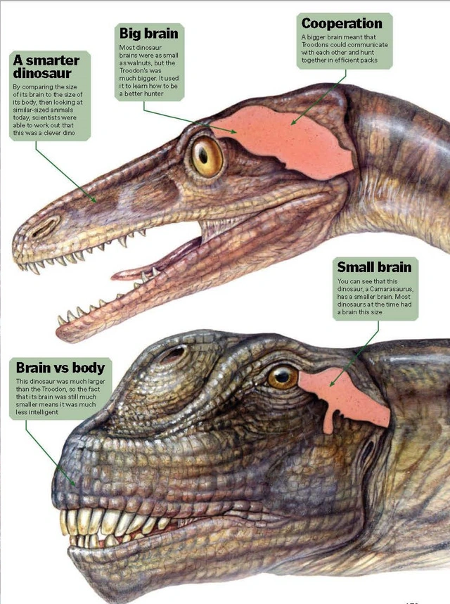 Top 10 điều có thể bạn chưa biết về khủng long, bạn đã biết được bao nhiêu? (P.1) - Ảnh 4.