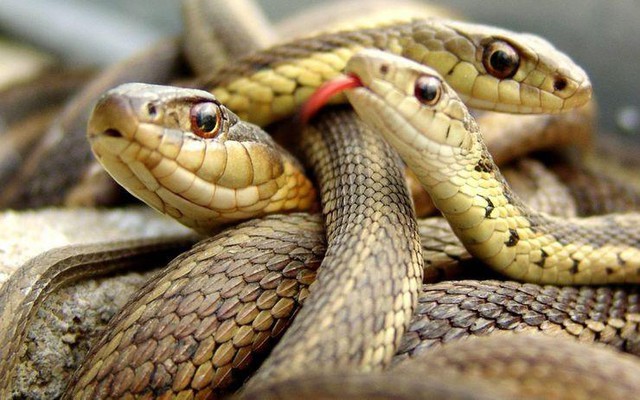 Hòn đảo nguy hiểm nhất thế giới: Quê nhà của hơn 400 nghìn con rắn, lỡ đặt chân vào xem như không có đường ra - Ảnh 7.