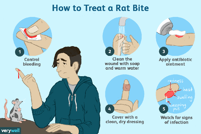 Top 5 sự thật kinh dị về loài chuột, bạn đã biết được bao nhiêu? - Ảnh 3.