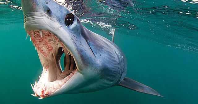 Top 4 điều thú vị về cá mập, bạn đã biết chưa? - Ảnh 3.