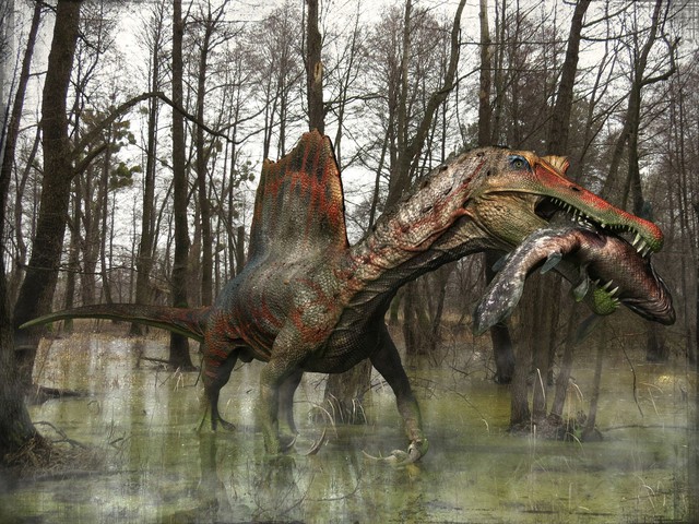 Top 5 điều thú vị xoay quanh Spinosaurus - kẻ săn mồi đáng sợ ngang cơ cả T-REX - Ảnh 4.
