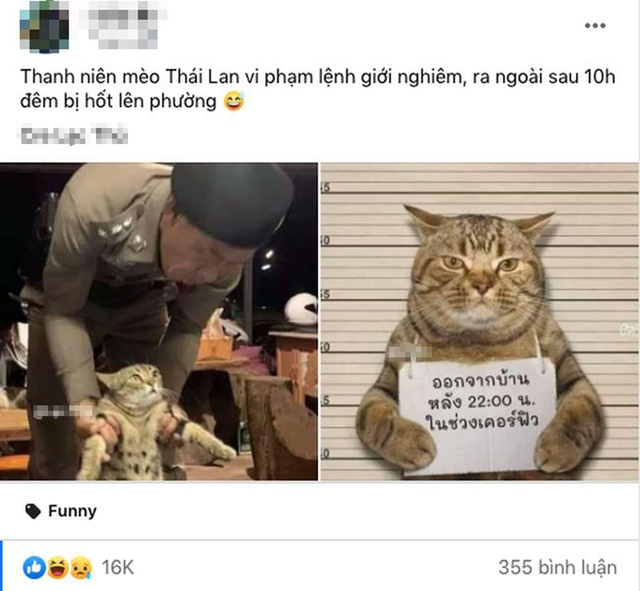 Vi phạm lệnh giới nghiêm, chú mèo bị cảnh sát bắt giữ khẩn cấp làm gương - Ảnh 1.