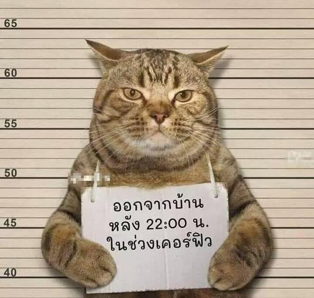 Vi phạm lệnh giới nghiêm, chú mèo bị cảnh sát bắt giữ khẩn cấp làm gương - Ảnh 2.