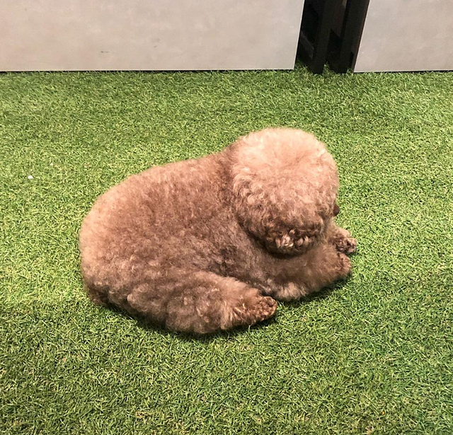 Dân mạng cười rần rần với cô chó Poodle mũm mĩm có dáng ngồi dỗi hờn cả thế giới, ngờ đâu đó lại là đại tiểu thư vạn người mê, tự đóng quảng cáo kiếm tiền cực xịn - Ảnh 14.