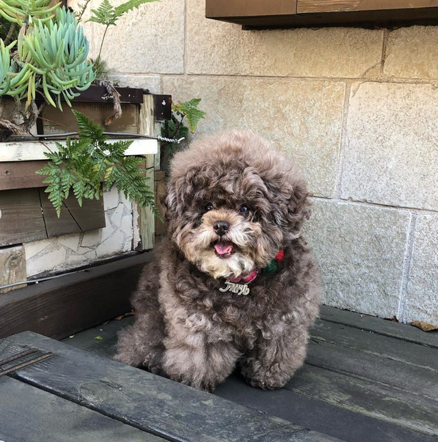 Dân mạng cười rần rần với cô chó Poodle mũm mĩm có dáng ngồi dỗi hờn cả thế giới, ngờ đâu đó lại là đại tiểu thư vạn người mê, tự đóng quảng cáo kiếm tiền cực xịn - Ảnh 16.