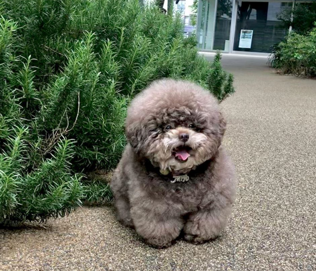 Dân mạng cười rần rần với cô chó Poodle mũm mĩm có dáng ngồi dỗi hờn cả thế giới, ngờ đâu đó lại là đại tiểu thư vạn người mê, tự đóng quảng cáo kiếm tiền cực xịn - Ảnh 17.