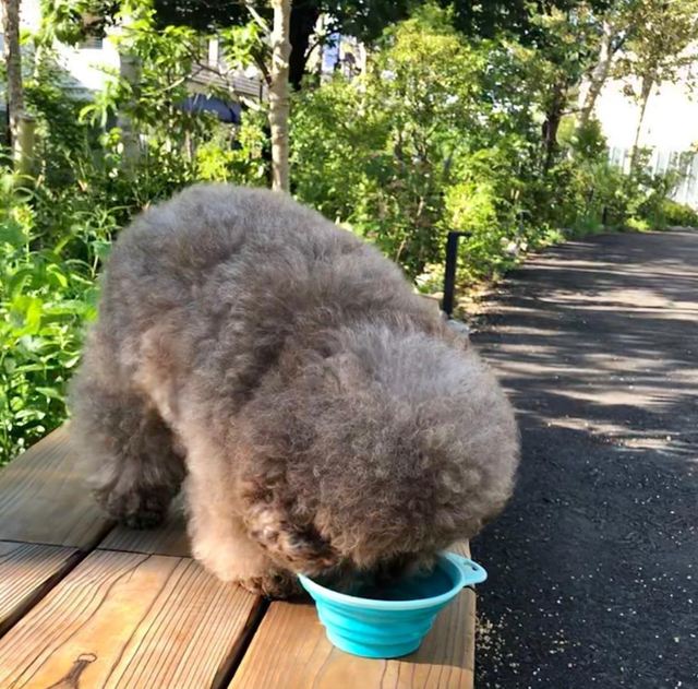 Dân mạng cười rần rần với cô chó Poodle mũm mĩm có dáng ngồi dỗi hờn cả thế giới, ngờ đâu đó lại là đại tiểu thư vạn người mê, tự đóng quảng cáo kiếm tiền cực xịn - Ảnh 24.