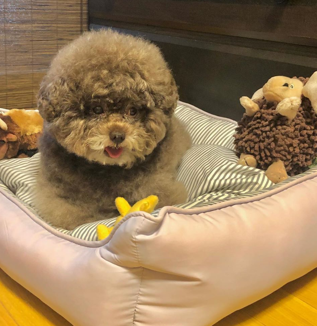 Dân mạng cười rần rần với cô chó Poodle mũm mĩm có dáng ngồi dỗi hờn cả thế giới, ngờ đâu đó lại là đại tiểu thư vạn người mê, tự đóng quảng cáo kiếm tiền cực xịn - Ảnh 28.