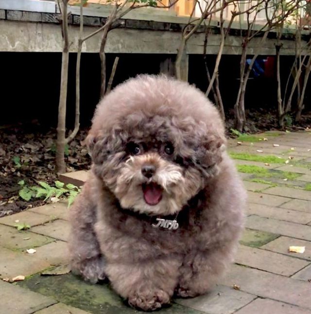 Dân mạng cười rần rần với cô chó Poodle mũm mĩm có dáng ngồi dỗi hờn cả thế giới, ngờ đâu đó lại là đại tiểu thư vạn người mê, tự đóng quảng cáo kiếm tiền cực xịn - Ảnh 29.