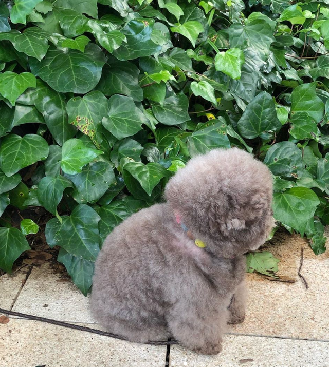 Dân mạng cười rần rần với cô chó Poodle mũm mĩm có dáng ngồi dỗi hờn cả thế giới, ngờ đâu đó lại là đại tiểu thư vạn người mê, tự đóng quảng cáo kiếm tiền cực xịn - Ảnh 6.