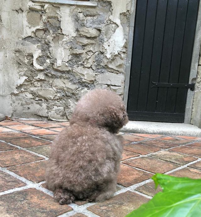 Dân mạng cười rần rần với cô chó Poodle mũm mĩm có dáng ngồi dỗi hờn cả thế giới, ngờ đâu đó lại là đại tiểu thư vạn người mê, tự đóng quảng cáo kiếm tiền cực xịn - Ảnh 7.