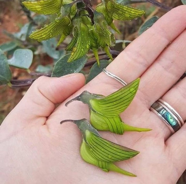 Những điều kỳ lạ trong tự nhiên khiến chúng ta ngạc nhiên mãi không thôi - Ảnh 9.