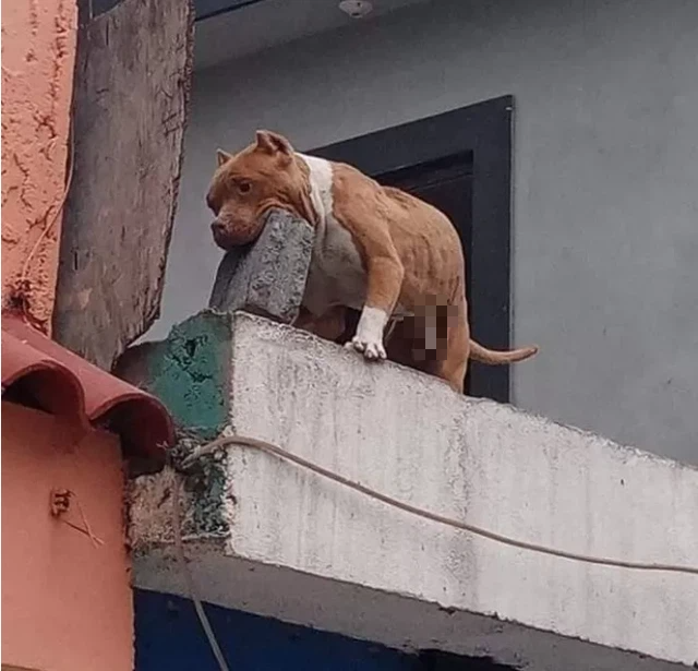 Ghét bị làm phiền, người đàn ông huấn luyện cún cưng ném gạch vào người gõ cửa khiến CĐM sửng sốt - Ảnh 2.