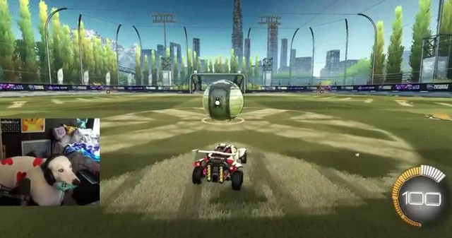 Xuất hiện chú chó có khả năng chơi tựa game Rocket League không kém gì con người - Ảnh 1.