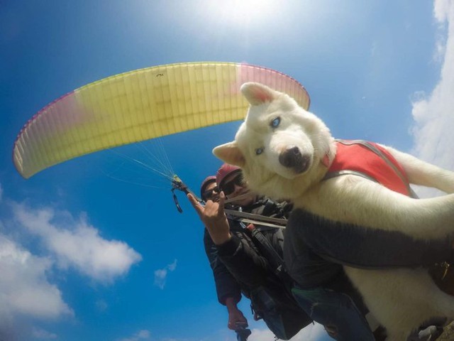 Được nhảy dù, chú chó Husky “phê” ra mặt, tận hưởng cảm giác chill, trong khi người sợ độ cao khóc thét - Ảnh 2.